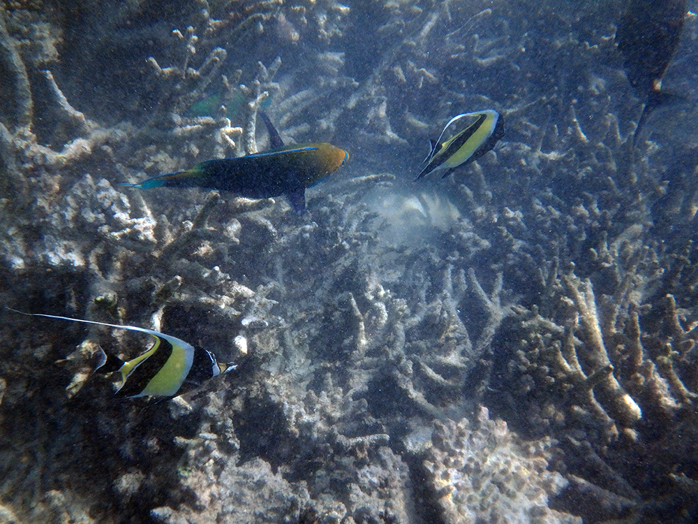 美しいハウスリーフに囲まれており、シュノーケリングに最適。 色とりどりの熱帯魚たちがたくさん泳いでいました。