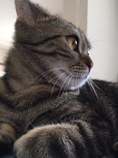 猫と暮らすと生活が一変!?忙しい人ほど猫との暮らしをおすすめしたい件 その4