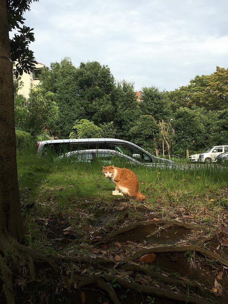 まち猫、待ち猫