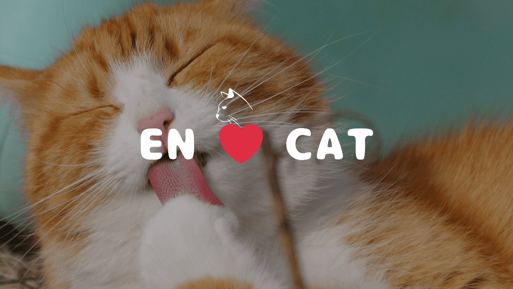 2月22日は「猫の日」!エン社員の愛ネコたちをご紹介(=^・^=)