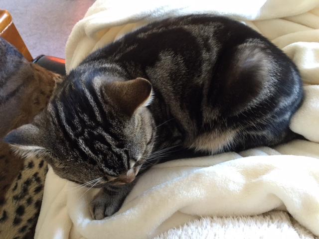 猫と暮らすと生活が一変!?忙しい人ほど猫との暮らしをおすすめしたい件 その3