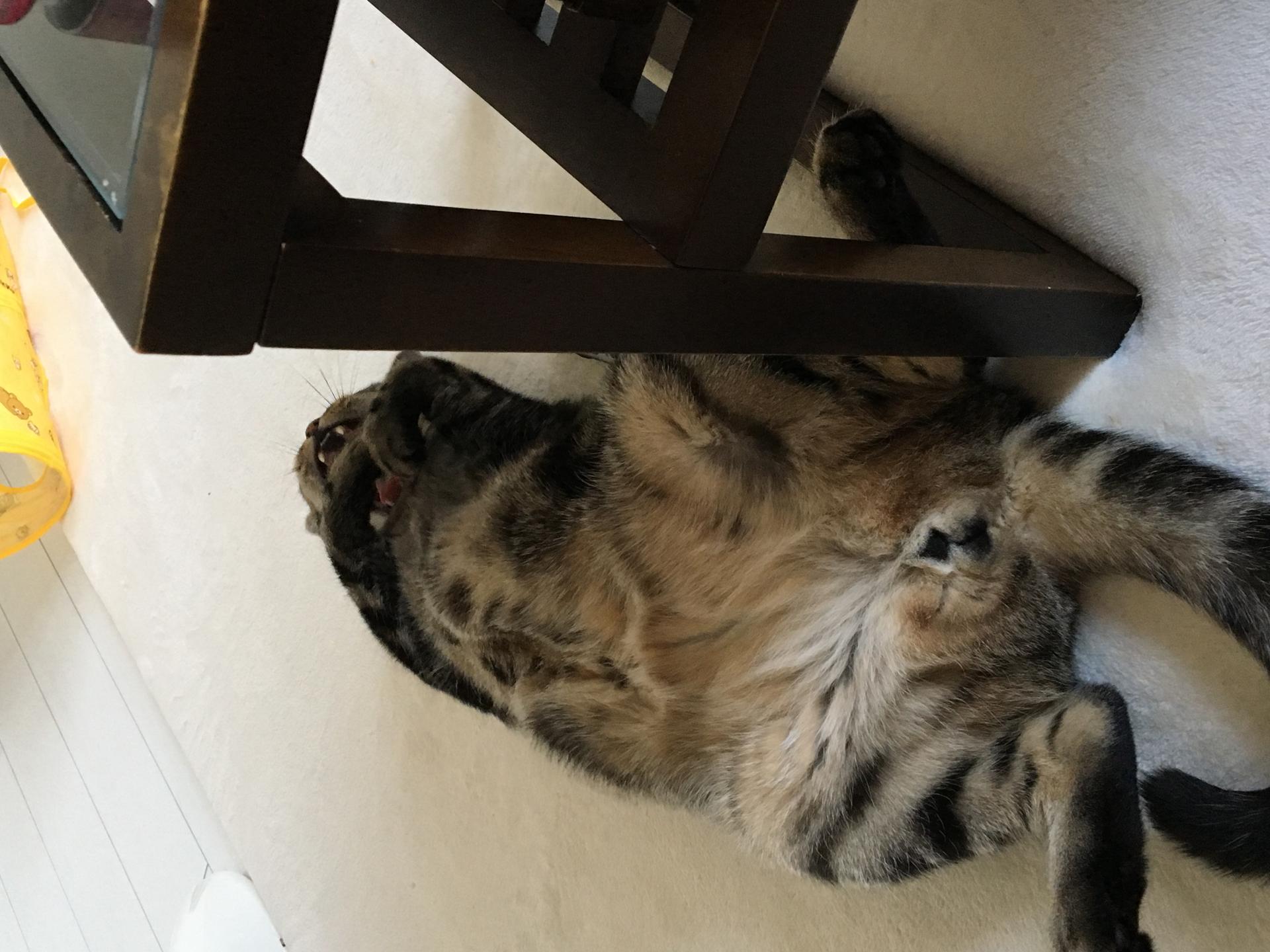 猫と暮らすと生活が一変!?忙しい人ほど猫との暮らしをおすすめしたい件 その5
