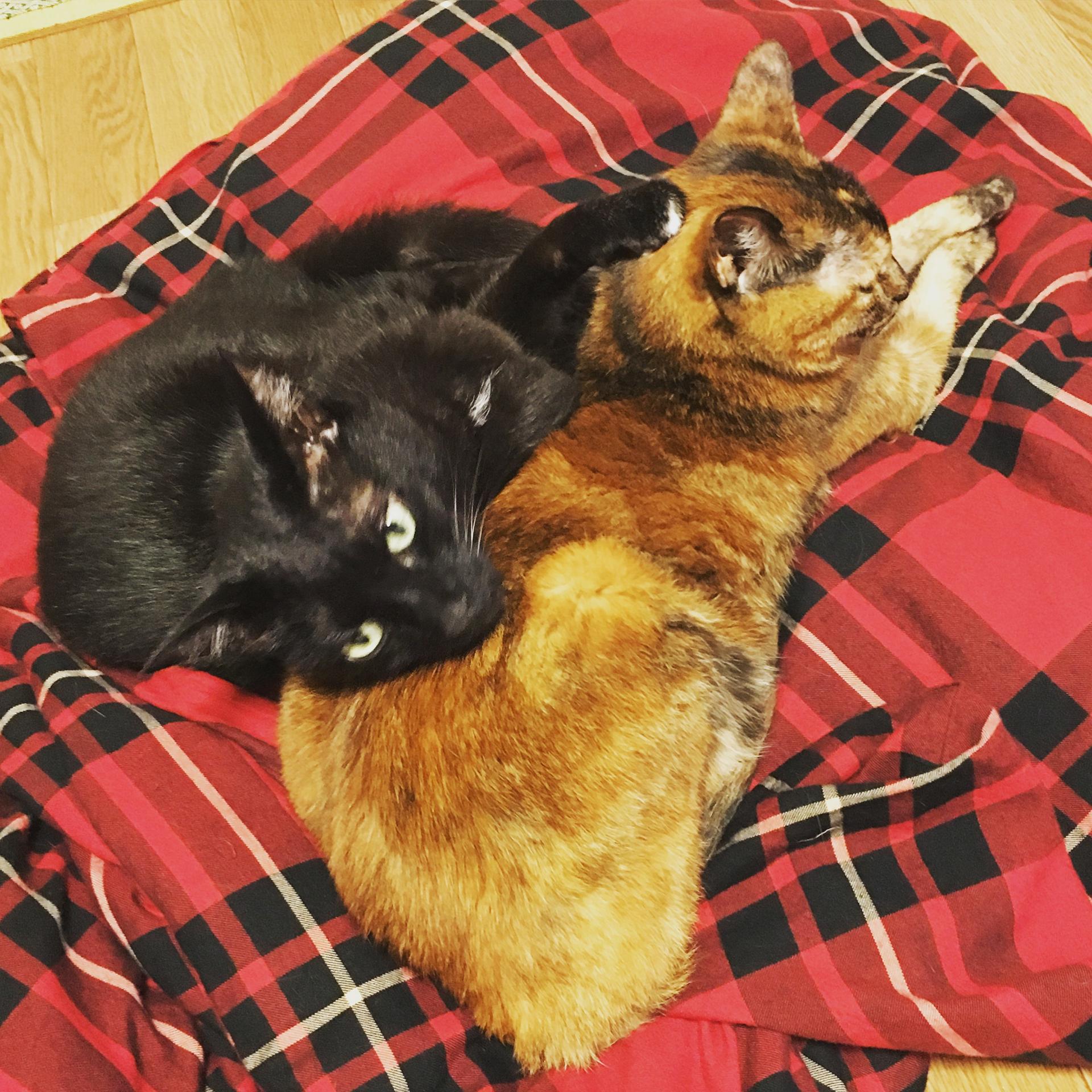 頭隠して肉球隠さず