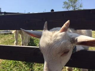 ひつじと遊ぼう!