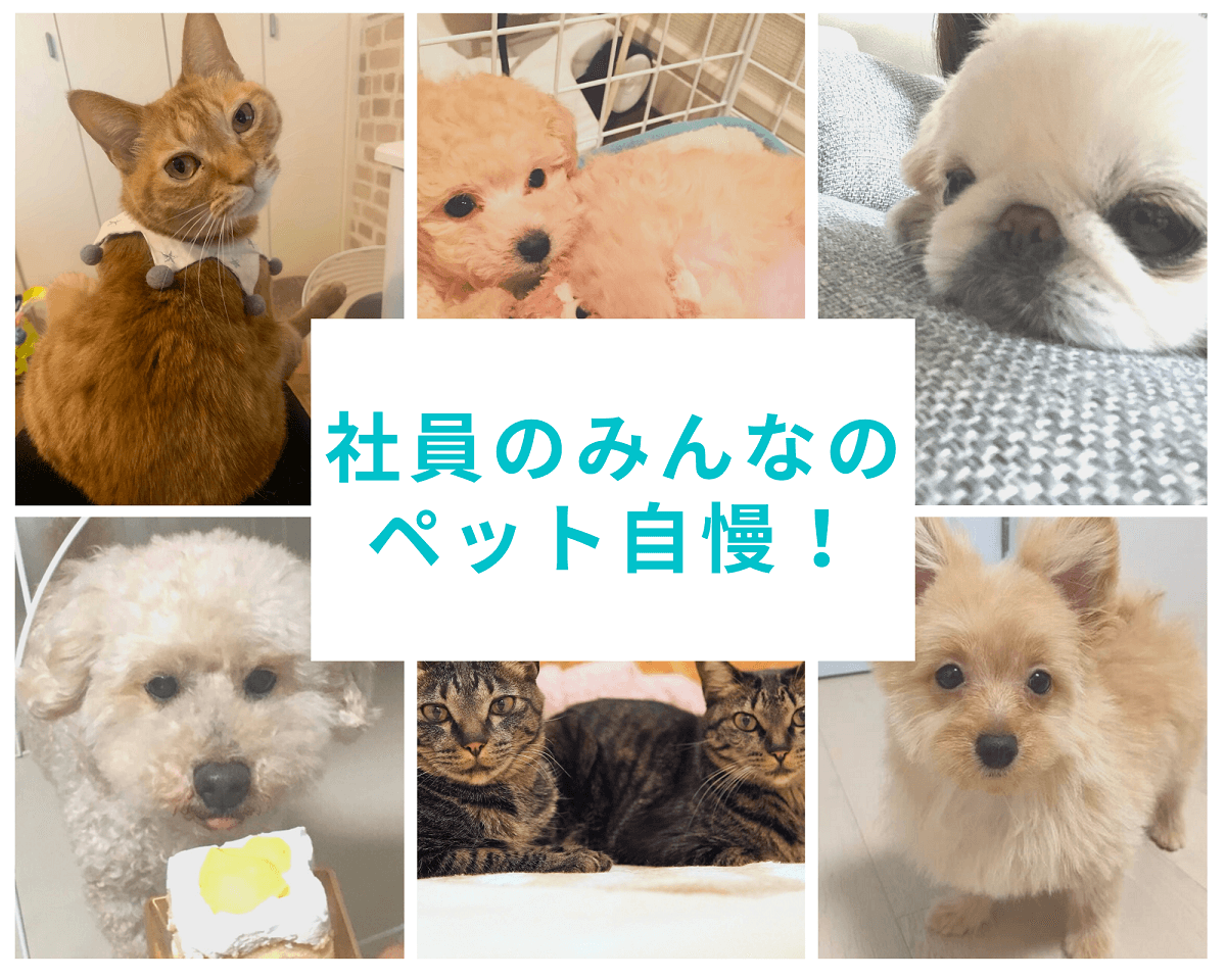 在宅勤務の癒し!社員の自慢のペットを紹介するよ!#きょうのエン