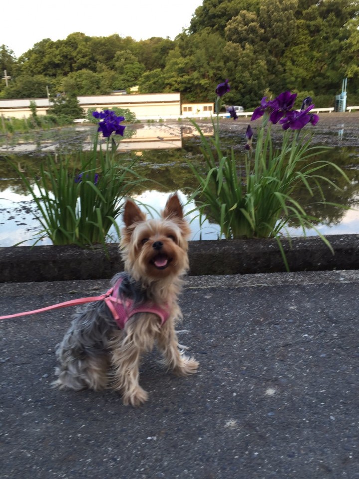 我が家の犬。キュウリをポリポリ・・・