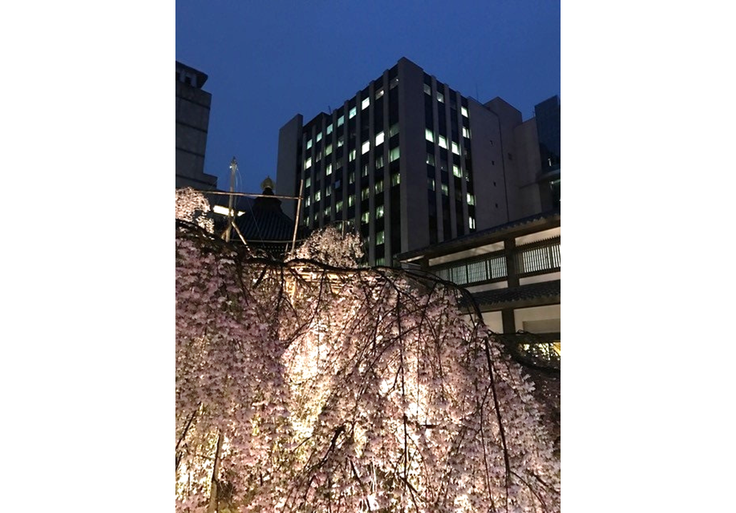 そうだ！京都へ行こう　今年の桜情報　