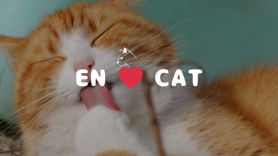 2月22日は「猫の日」！エン社員の愛ネコたちをご紹介(=^・^=)